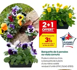 Truffaut Barquette de 6 pensées offre