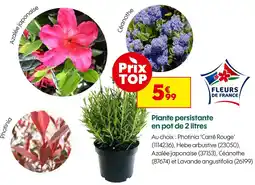 Truffaut Photinia 'Carré Rouge' offre