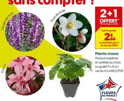 Truffaut Plante vivace offre