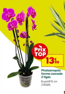 Truffaut Phalaenopsis forme cascade 2 tiges offre