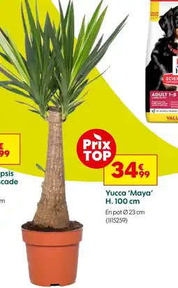 Truffaut Yucca 'Maya' H. 100 cm offre