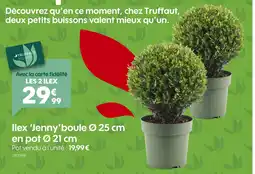 Truffaut Truffaut Ilex 'Jenny' boule offre