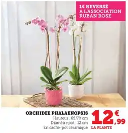 Super U Orchidee phalaenopsis offre