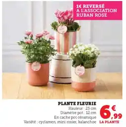Super U Plante fleurie offre