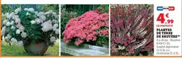Super U Plantes de terre de bruyère offre