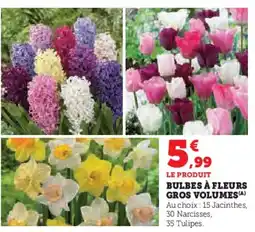 Super U Bulbes à fleurs gros volumes offre