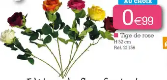 Kandy Tige de rose offre