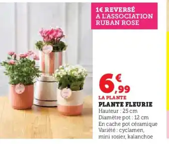 Hyper U Plante fleurie offre