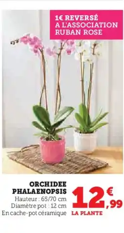 Hyper U Orchidee phalaenopsis offre