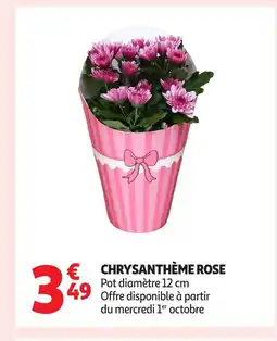 Auchan Chrysanthème rose offre