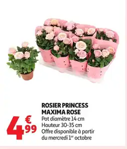 Auchan Rosier princess maxima rose offre
