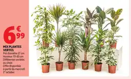 Auchan Mix plantes vertes offre