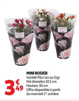 Auchan Mini rosier offre