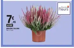 E.Leclerc Bruyère calluna offre