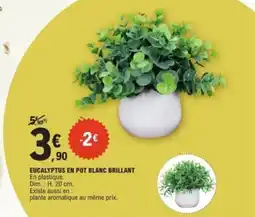 E.Leclerc Eucalyptus en pot blanc brillant offre