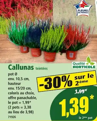 Norma Callunas teintées offre