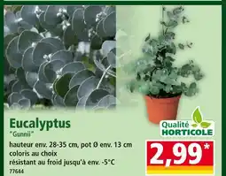 Norma Eucalyptus 'Gunnii' offre