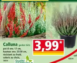 Norma Calluna garden Girls offre