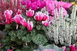 Jardiland ECLOZ Composition d'automne ECLOZ offre