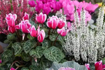 Jardiland ECLOZ Composition d'automne ECLOZ offre