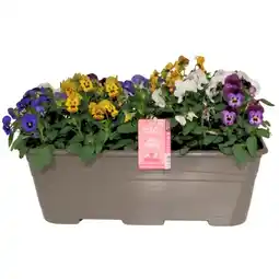 Jardiland ECLOZ Viola cornuta ECLOZ offre