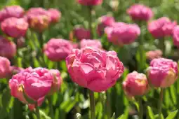 Jardiland ECLOZ Collection de tulipes pivoines ECLOZ offre