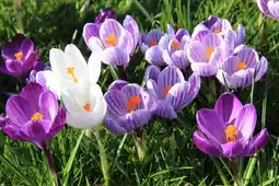 Jardiland ECLOZ Crocus à grande fleur en mélange ECLOZ offre