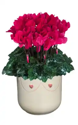 Jardiland ECLOZ Cyclamen midi ECLOZ offre
