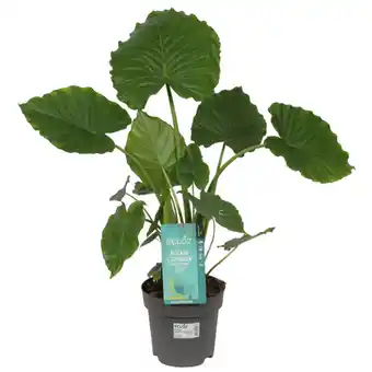 Jardiland ECLOZ Alocasia Gageana ECLOZ offre