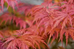 Jardiland ECLOZ Érable du Japon ECLOZ offre