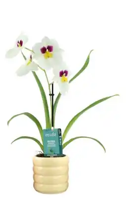 Jardiland ECLOZ Orchidée parfumée ECLOZ offre