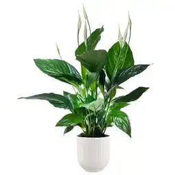 Jardiland ECLOZ Spathiphyllum Sweet Ricardo ECLOZ offre
