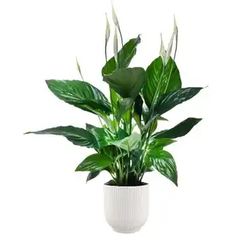 Jardiland ECLOZ Spathiphyllum Sweet Ricardo ECLOZ offre