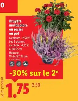 Lidl Bruyère multicolore offre