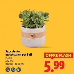 Lidl Succulente en pot Bali offre