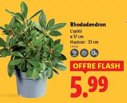 Lidl Rhododendron offre