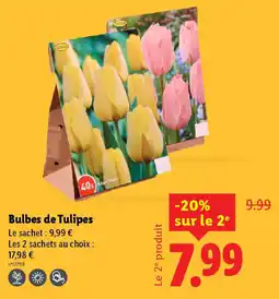Lidl Bulbes de Tulipes offre