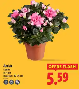 Lidl Azalée offre