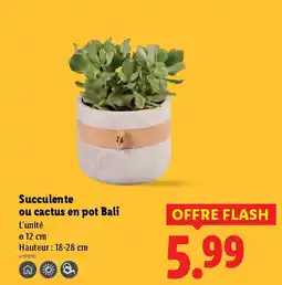 Lidl Succulente ou cactus en pot Bali offre