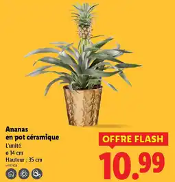 Lidl Ananas en pot céramique offre