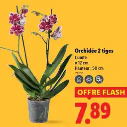 Lidl Orchidée 2 tiges offre