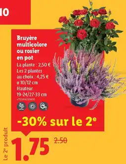 Lidl Bruyère multicolore ou rosier en pot offre
