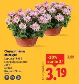 Lidl Chrysanthèmes offre