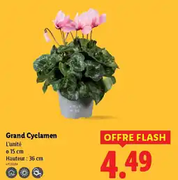 Lidl Grand Cyclamen offre