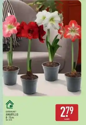 ALDI Amaryllis offre
