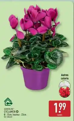 ALDI Cyclamen offre