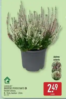 ALDI BRUYÈRE PERSISTANTE offre