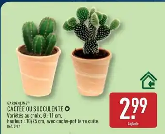 ALDI CACTÉE OU SUCCULENTE offre