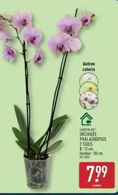 ALDI ORCHIDÉE PHALAENOPSIS 2 TIGES offre