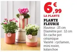 Bi1 Plante fleurie offre